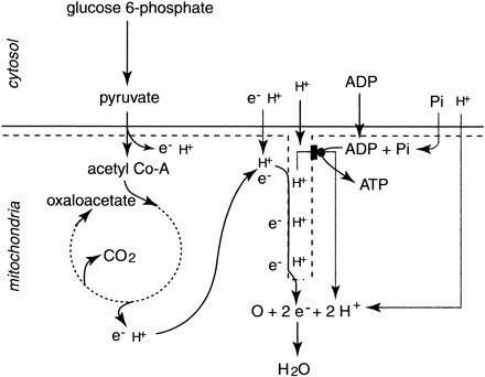 Fig 12