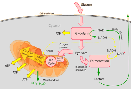 Diagram - Cellular Respiration - Glycolisis