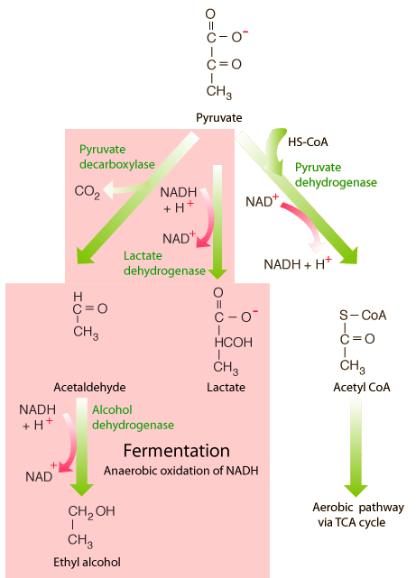 Diagram - Cellular Respiration - Fermentation Anaerobic Oxidation of NADH vs Aerobic Pathway via TCA Cycle