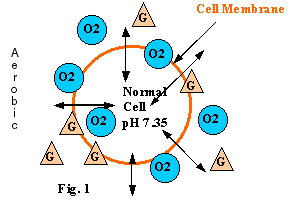 Fig. 1...The Normal Oxygenation Process of a Healthy Cell - MOSA - Medical Oxygen Society of the Americas