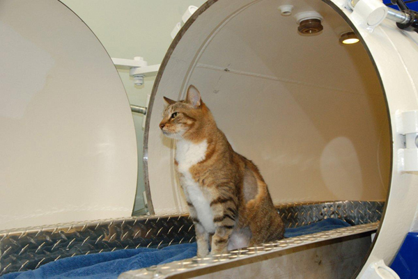 HBOT - Hyperbaric Oxygen Therapy - Veterinary - Cats  - MOSA - Medical Oxygen Society of the Americas - www.mosao2.org