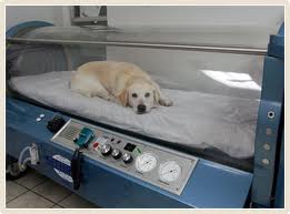 HBOT - Hyperbaric Oxygen Therapy - Veterinary - Dogs  - MOSA - Medical Oxygen Society of the Americas - www.mosao2.org