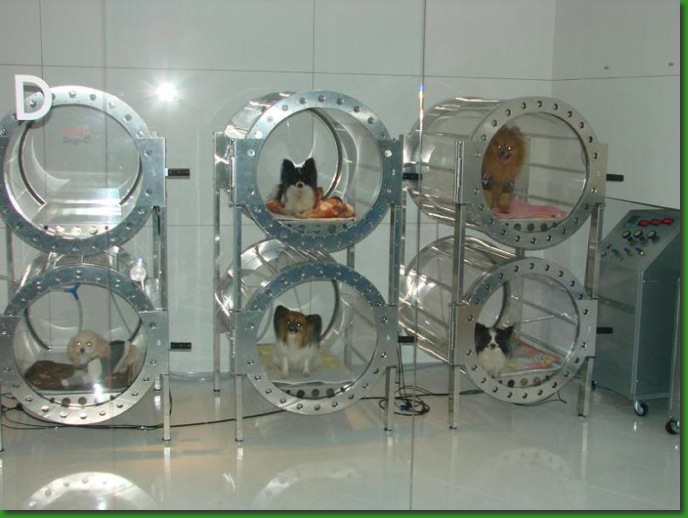 HBOT - Hyperbaric Oxygen Therapy - Veterinary - Dogs  - MOSA - Medical Oxygen Society of the Americas - www.mosao2.org