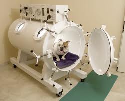 HBOT - Hyperbaric Oxygen Therapy - Veterinary - Dogs  - MOSA - Medical Oxygen Society of the Americas - www.mosao2.org